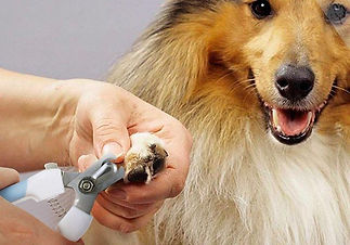 splashgroomingsv.jpg