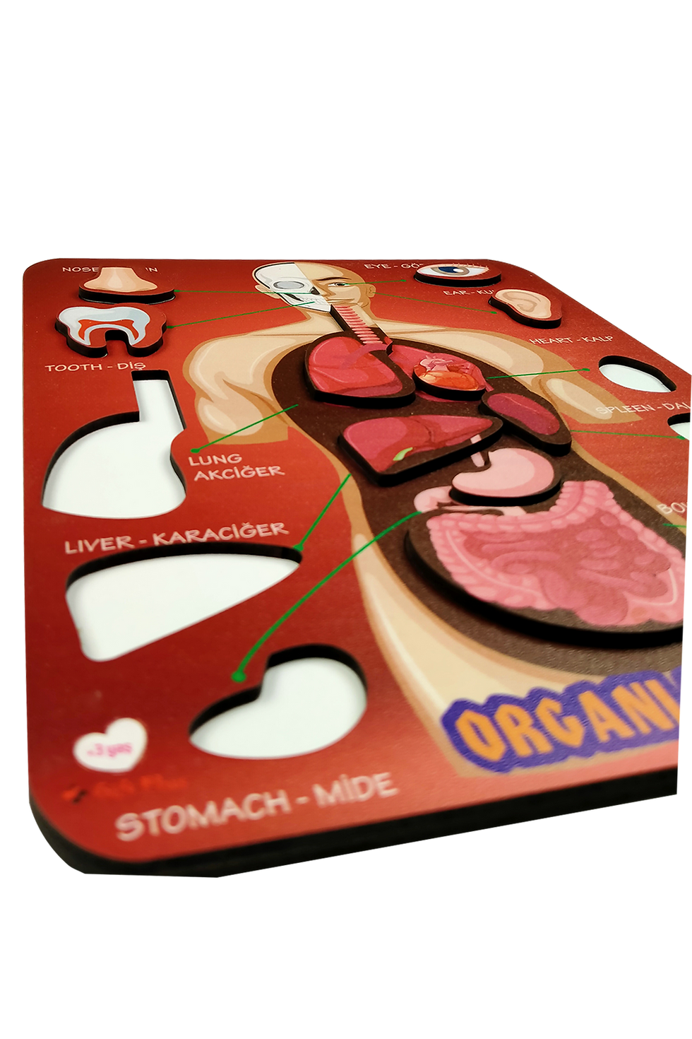 Küçük resim: Organlarımız Eğitici Ve Öğretici Oyuncak Bultak Yapboz&Puzzle