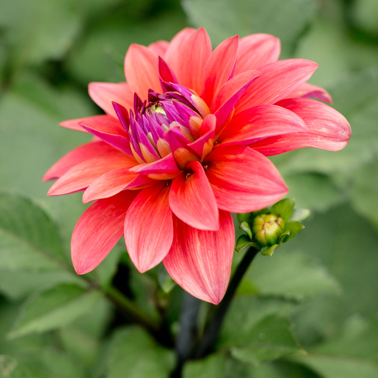 Dahlia, Gabriels Garden, Caroline Horne Suffolk Photography 