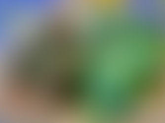 Il tè alle foglie di fico: elisir salutare di sole e Mediterraneo