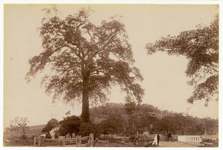 The site of the ancient fig tree