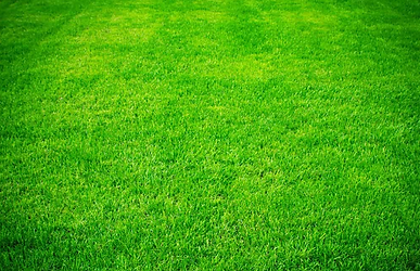 Lawn.png