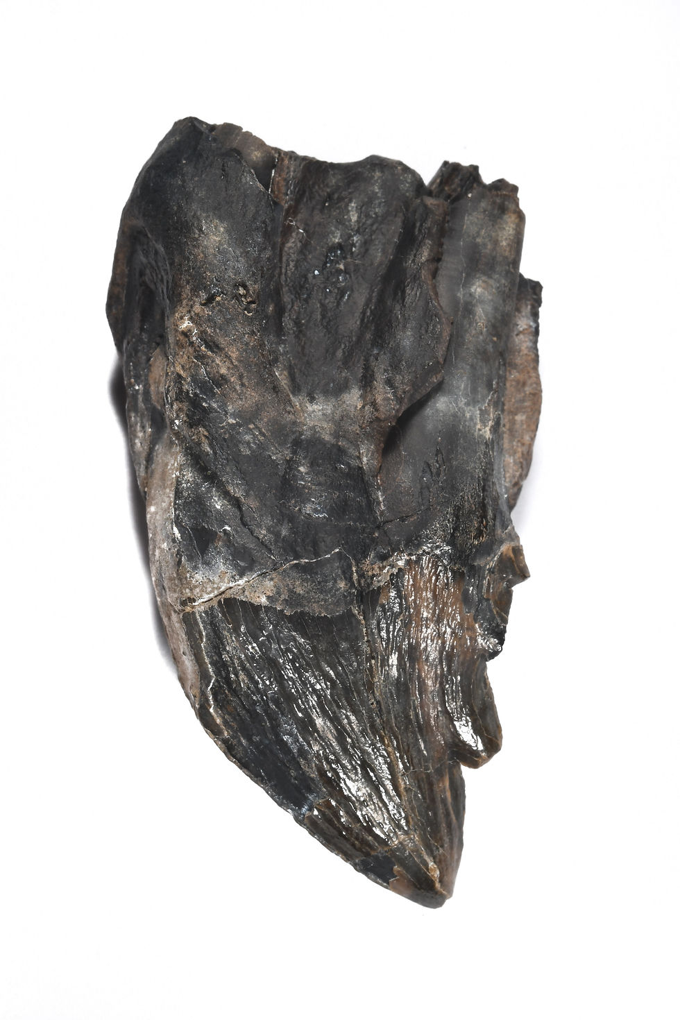 Thumbnail: Squalodon Toothed whale set- High Quality tooth