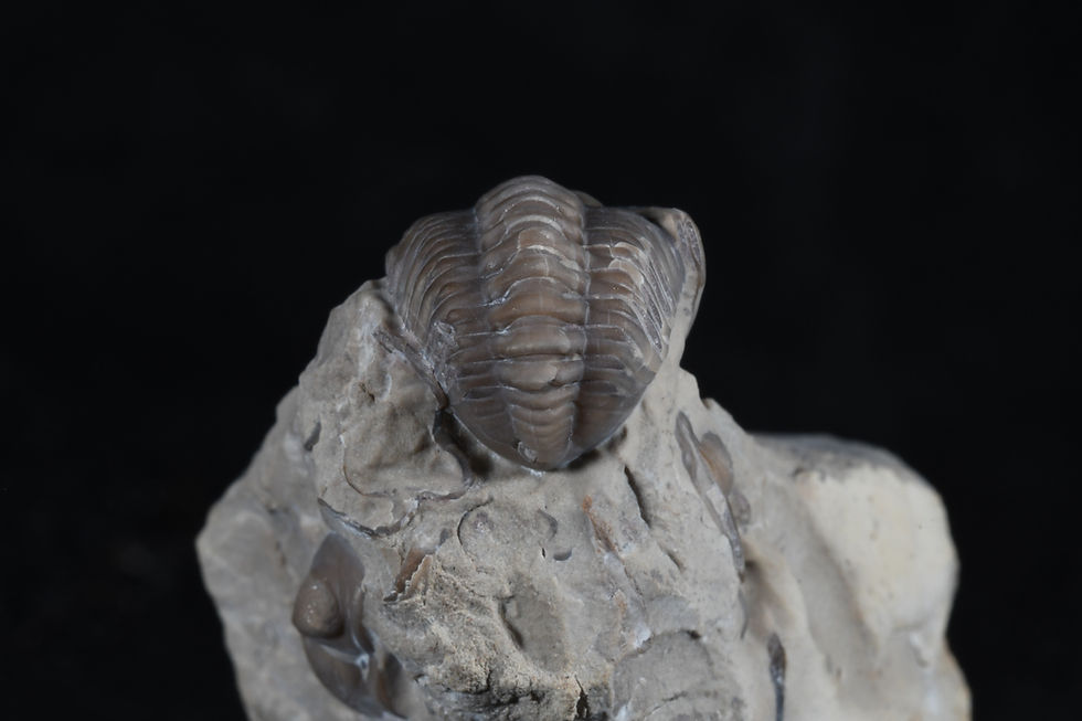 Thumbnail: Acernaspis orestes - partially enrolled