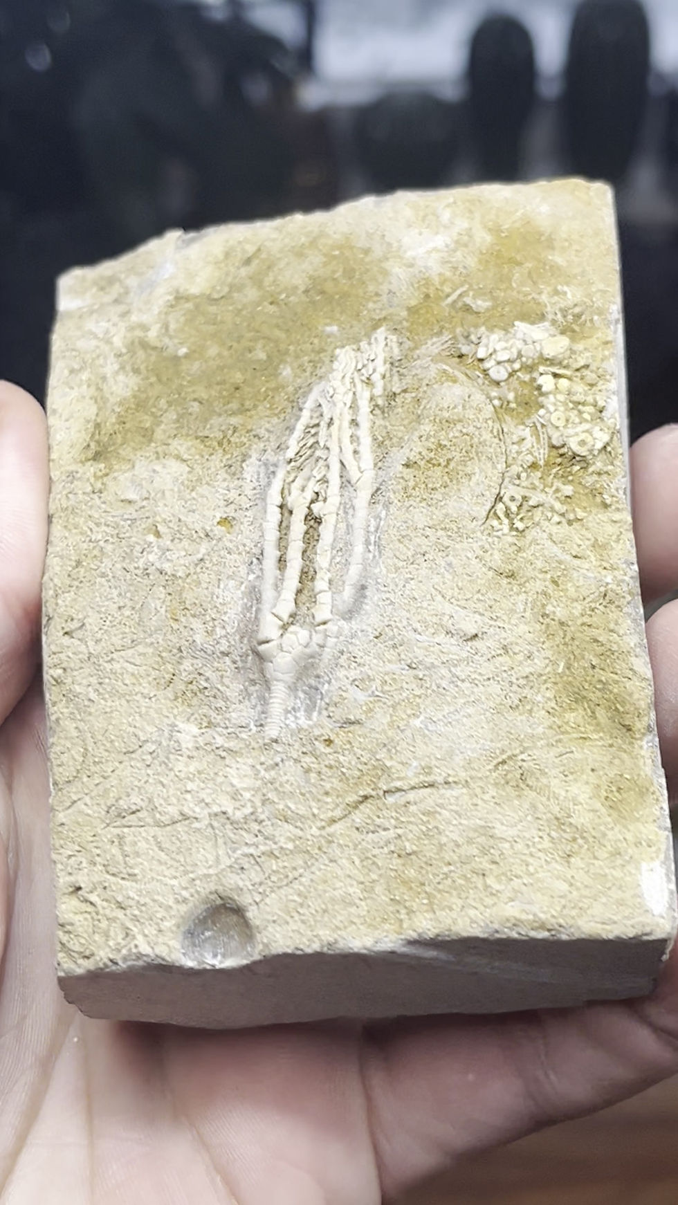 Thumbnail: Aphelecrinus randolphensis - Crinoid