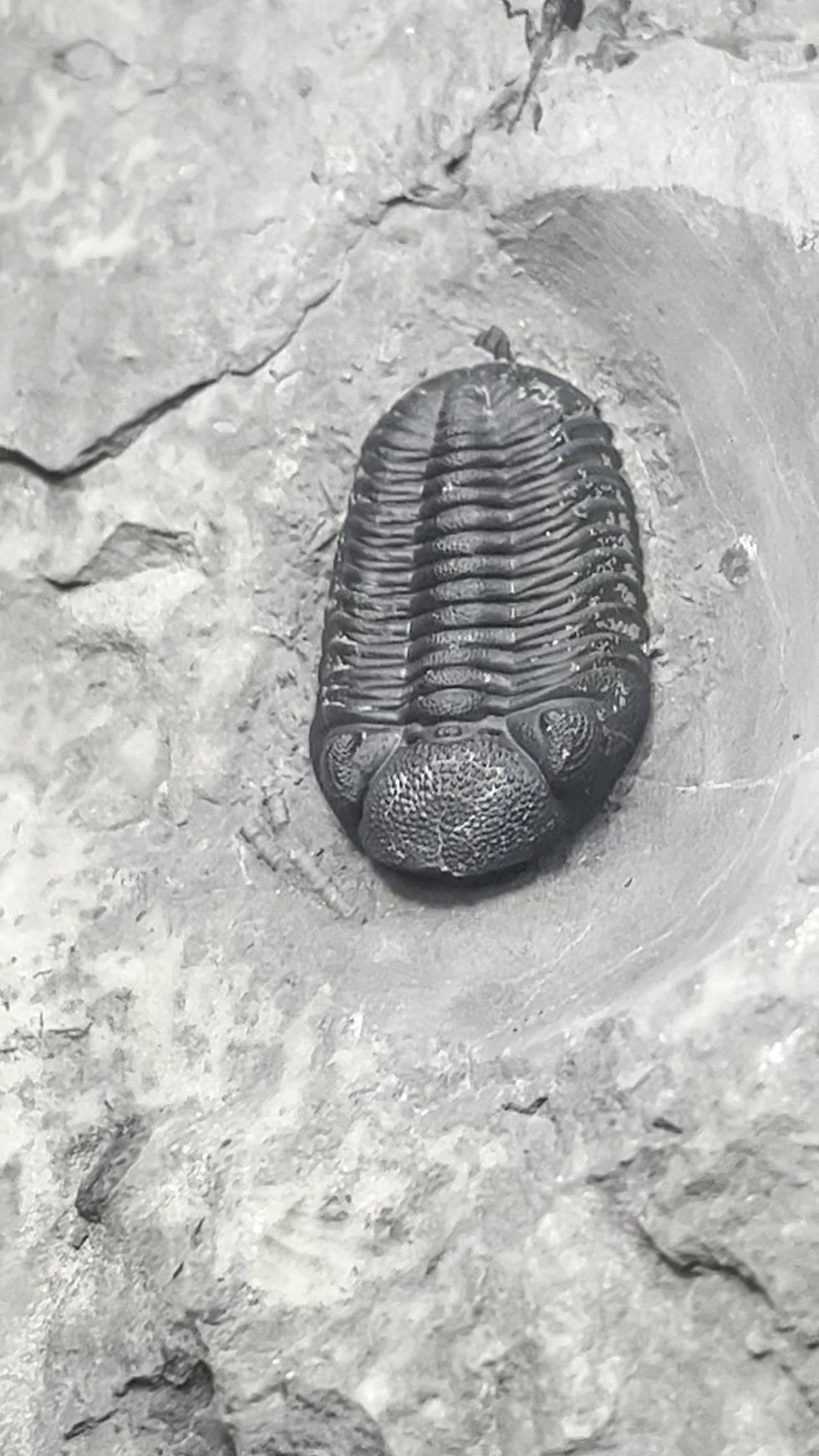 Thumbnail: Eldredgeops rana - WNY, Prone