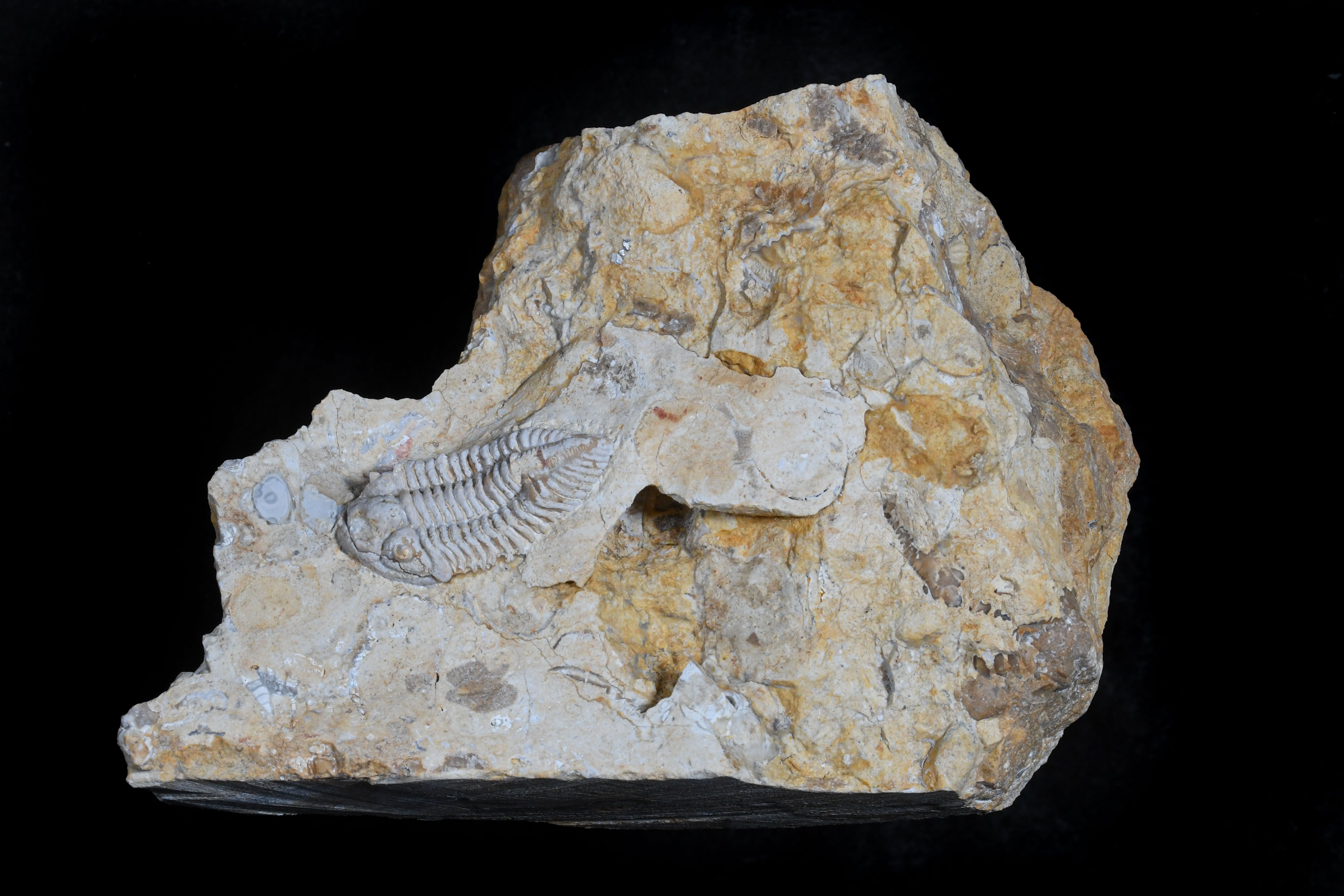 Rielaspis sp. - White coloration, Prone