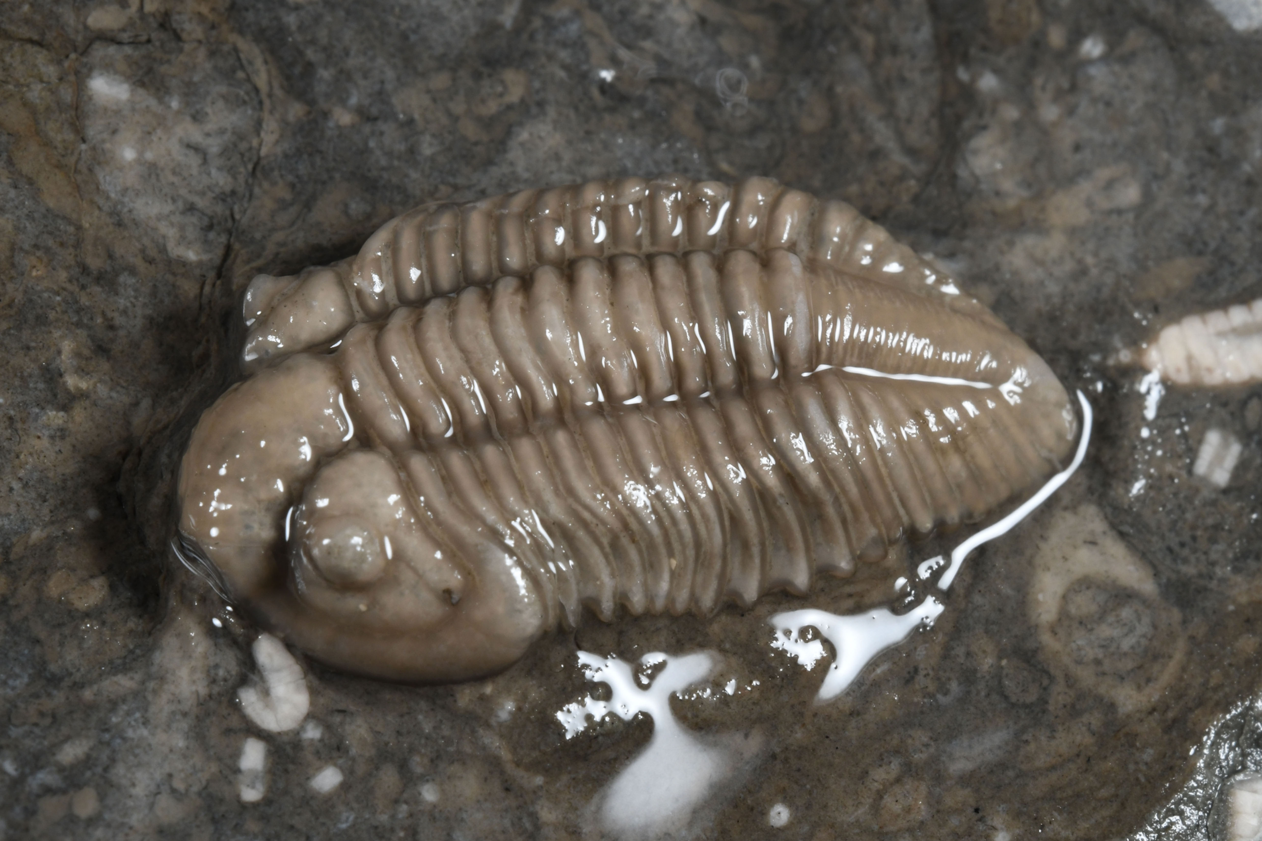 Rielaspis cf elegantulus