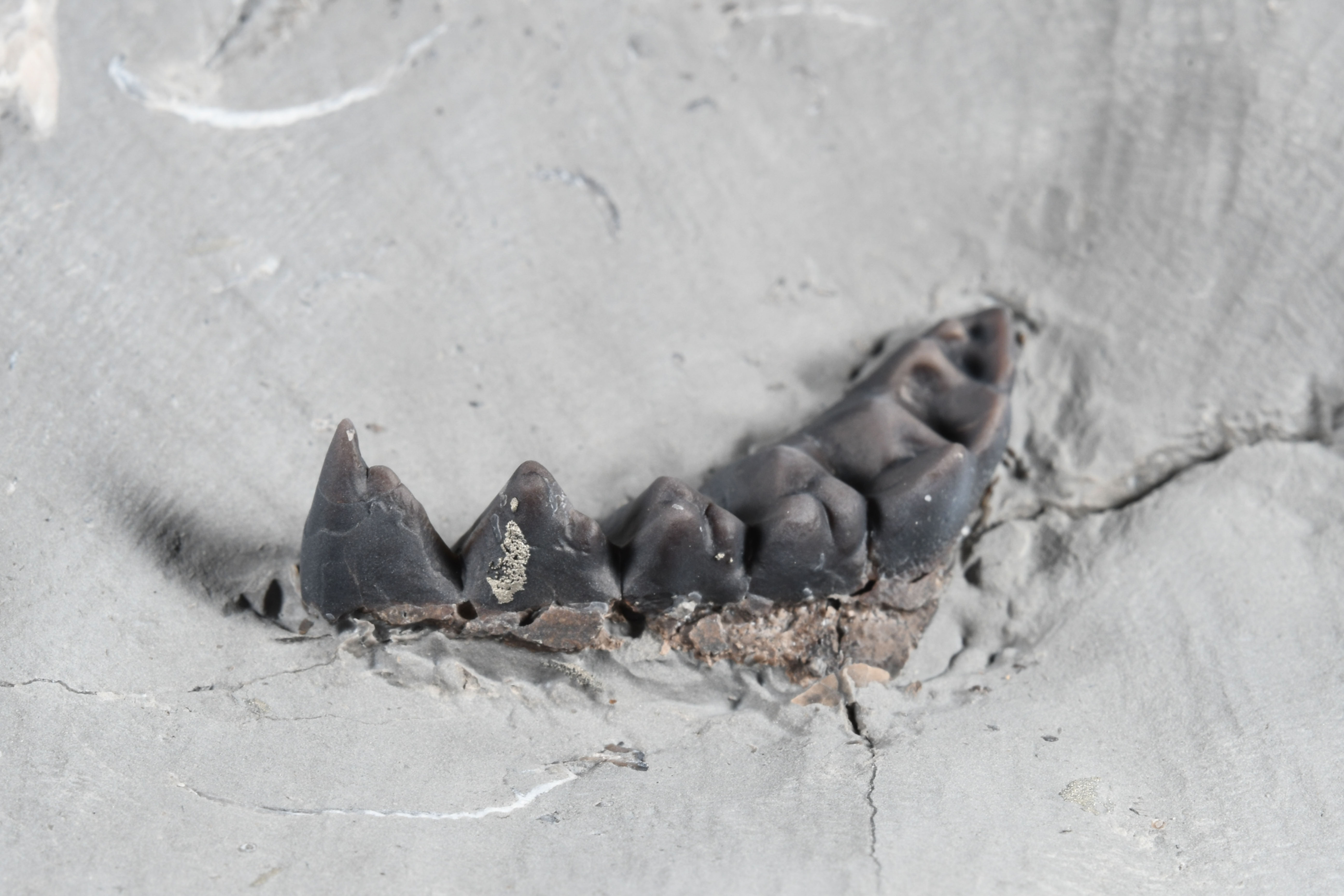 Phyllocarid Mandible (poss. Echinocaris punctata)