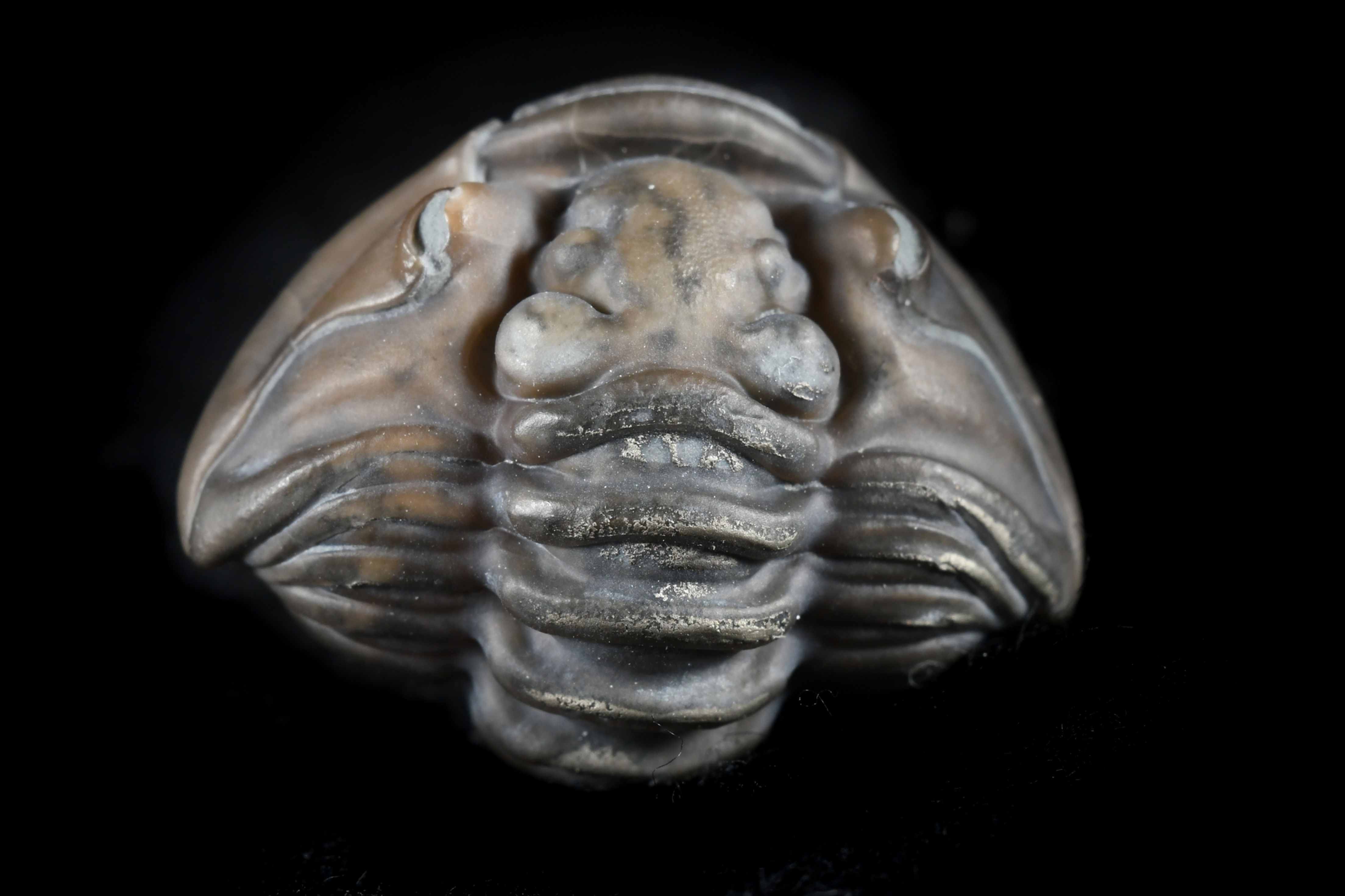 Flexicalymene retrorsa - Enrolled/Loose