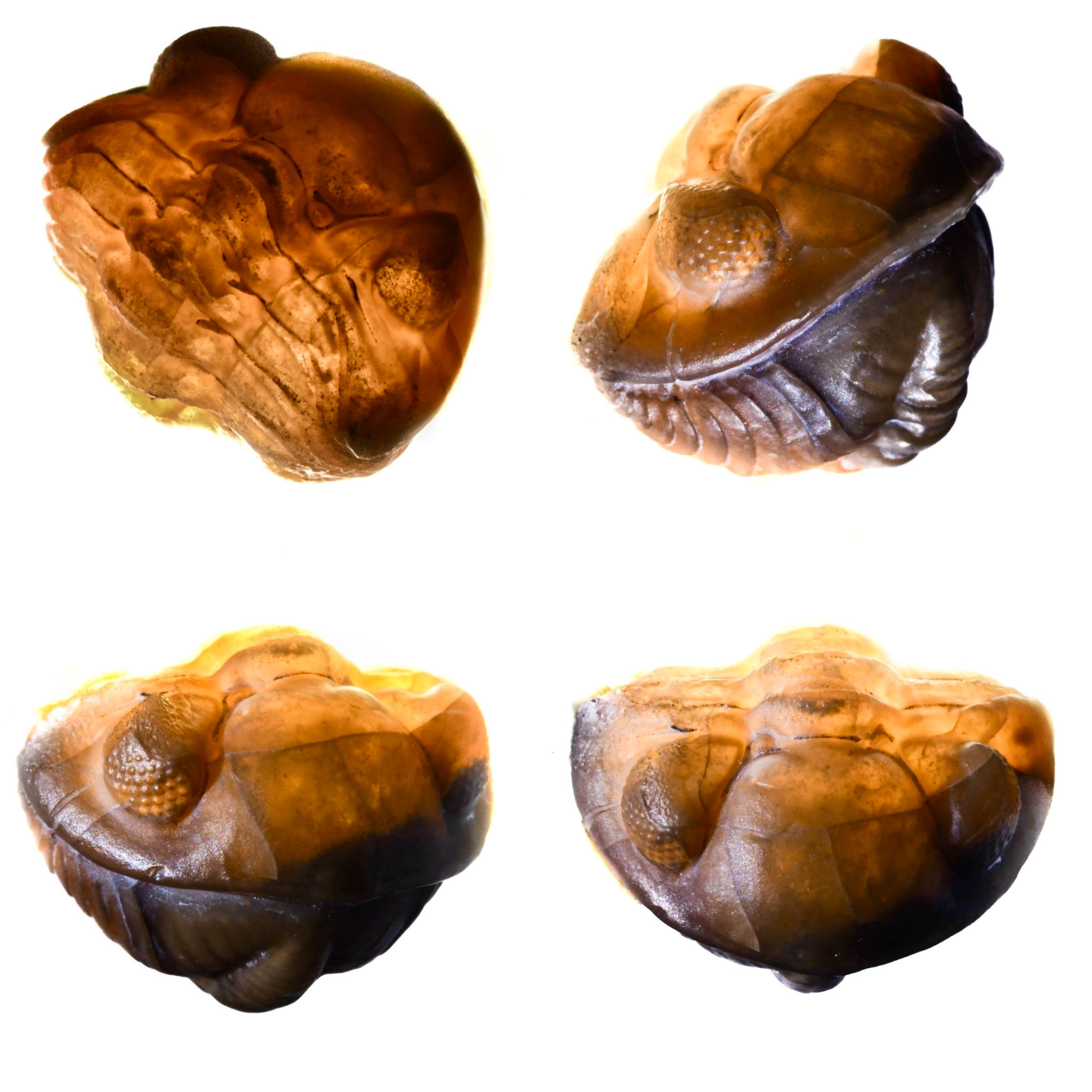 Acernaspis orestes - Geodized roller