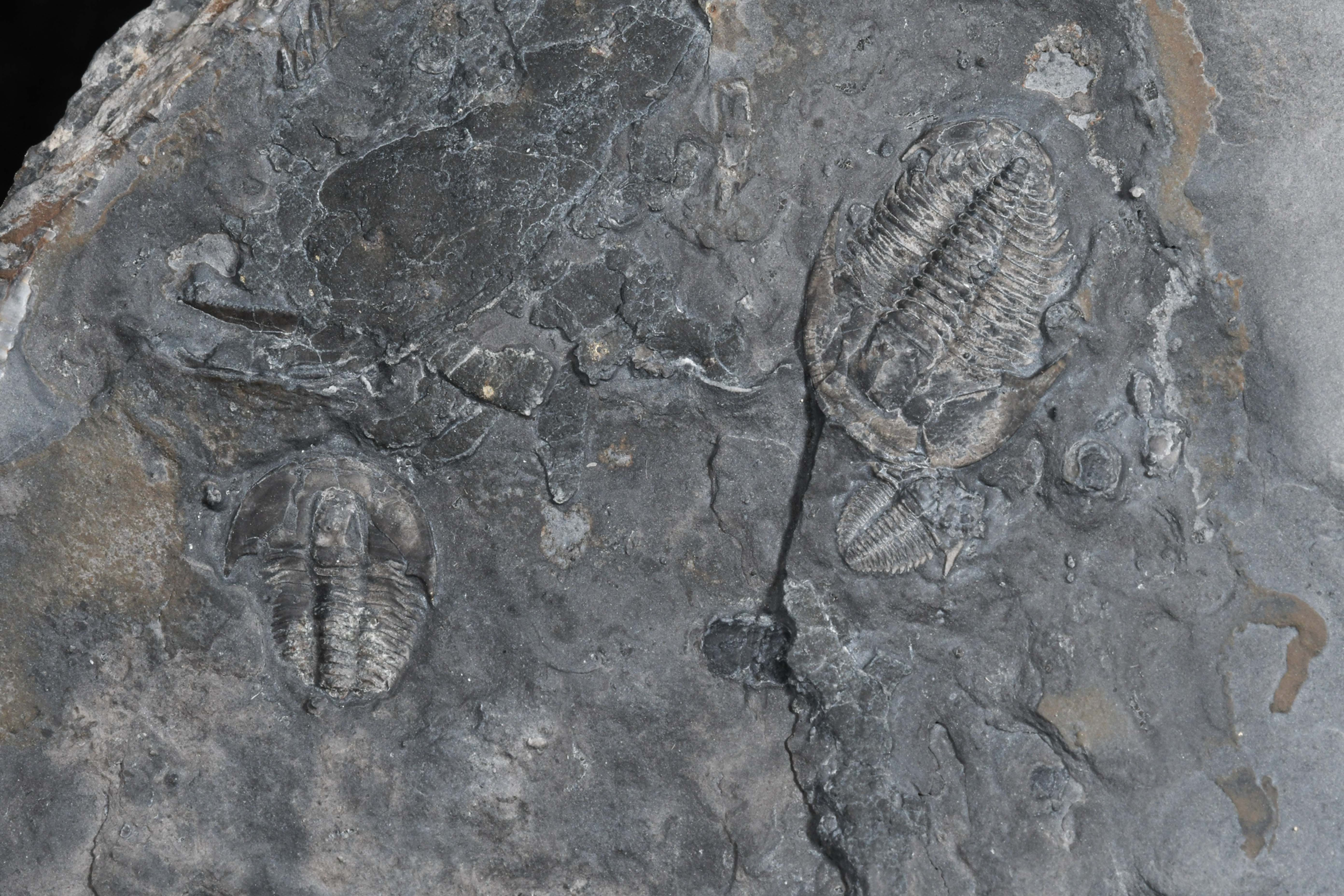 Orgymaspis contracta - small triple plate