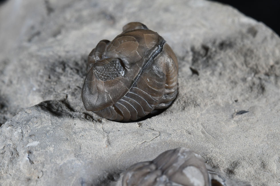 Thumbnail: Acernaspis orestes - Geodized roller