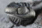 Thumbnail: Eldredgeops rana - Ontario, rare double w/pyrite