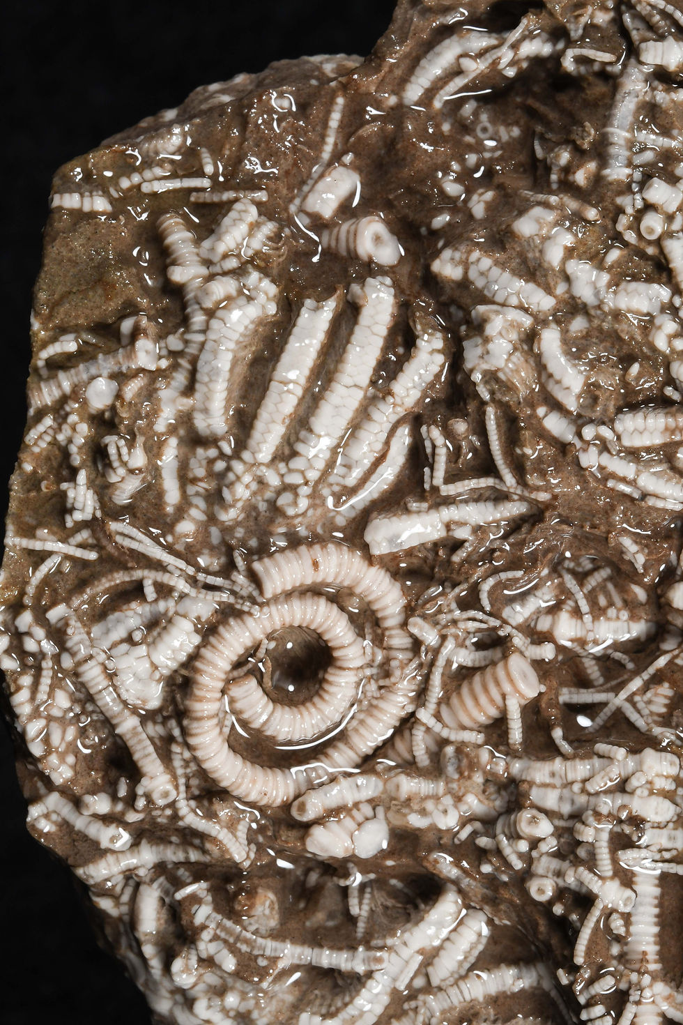 Thumbnail: Fibrocrinus sp, Cybelecrinus sp, Protaxocrinus sp