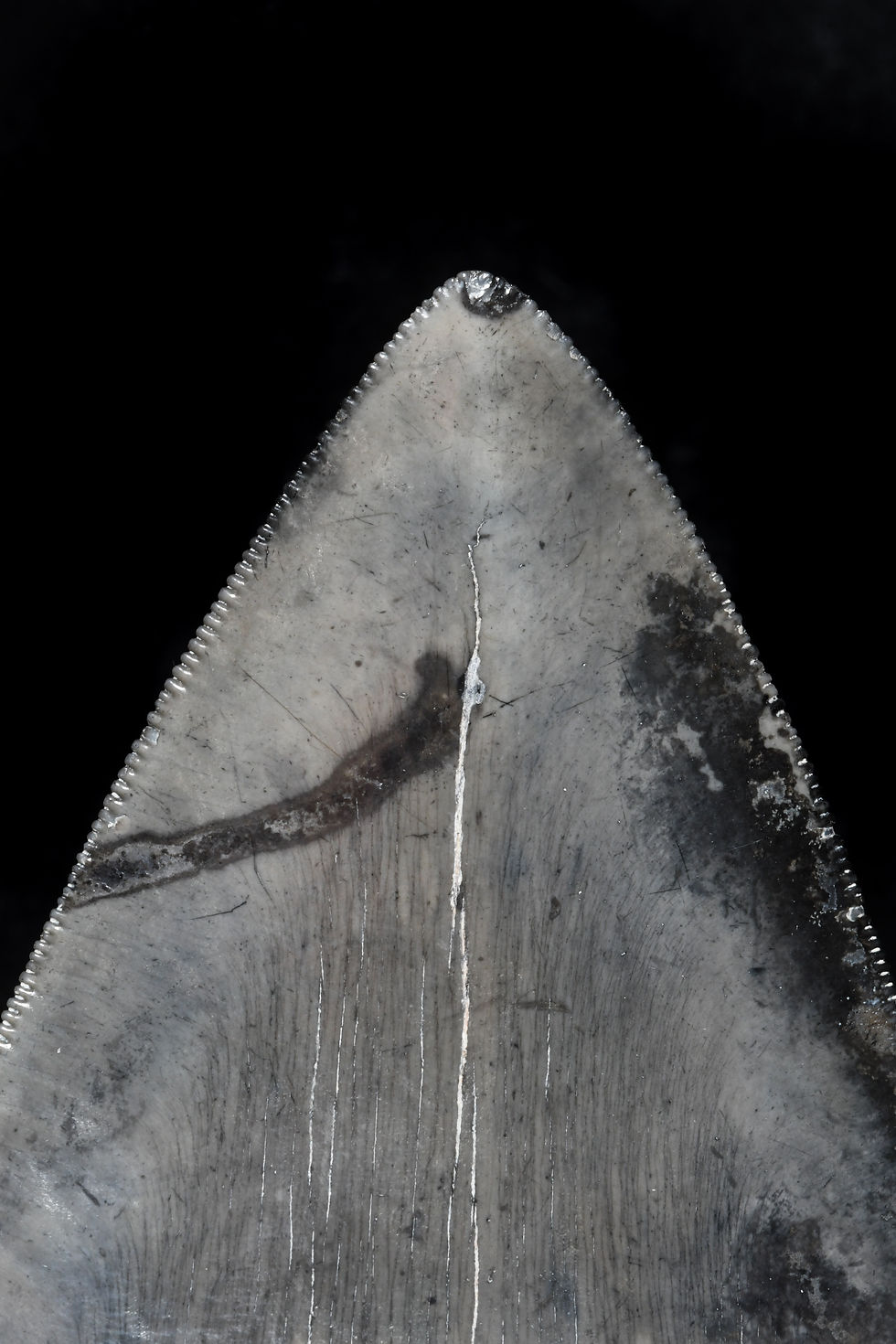 Thumbnail: 4.92" Otodus megalodon Tooth -SC serrated/high grade