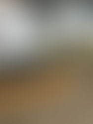 Geese at Sugar Water Manor on their morning walk