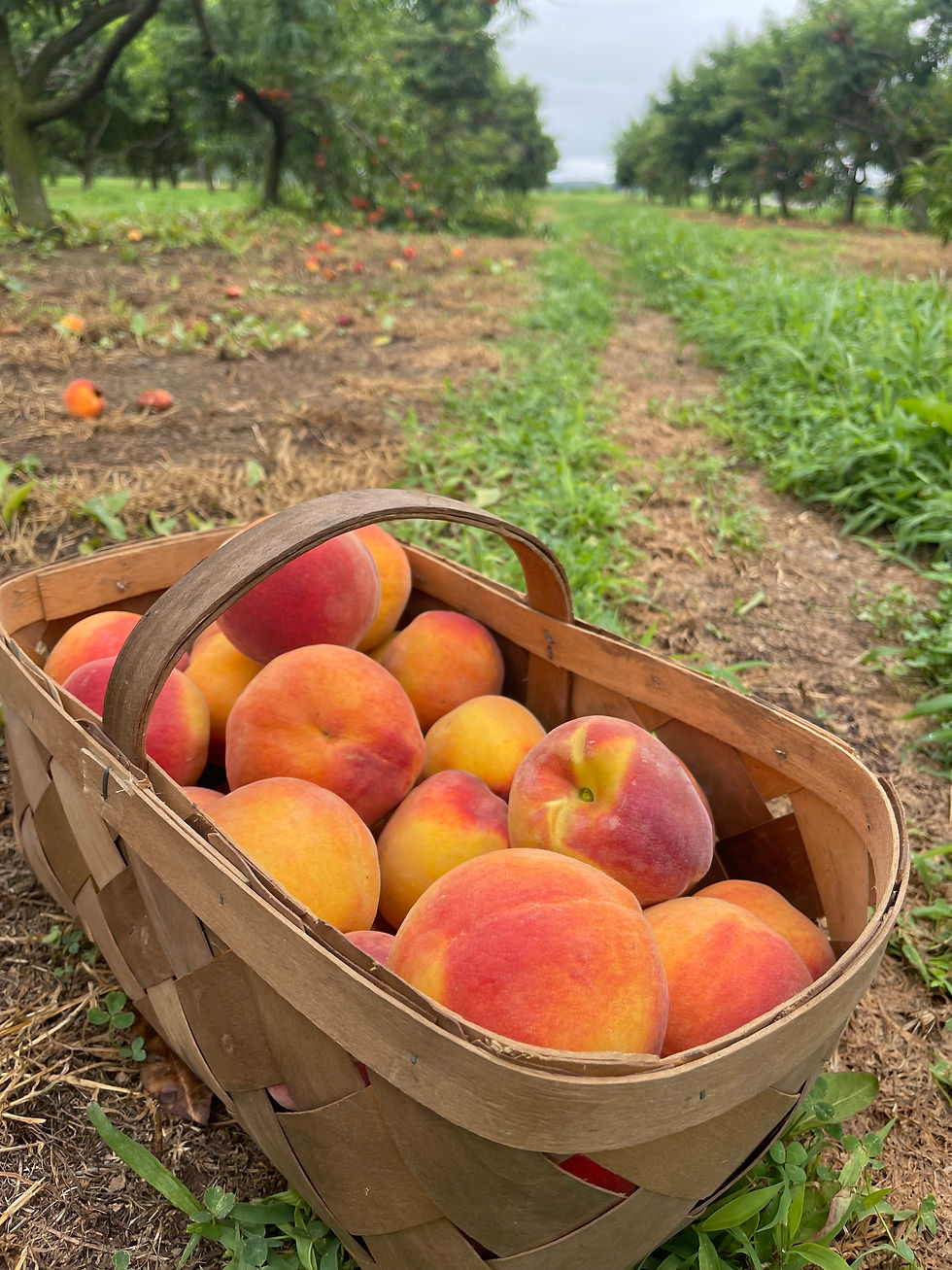 How to Use Fresh Peaches Like a Pro: 5 Unexpected Ways to Celebrate Peach Season