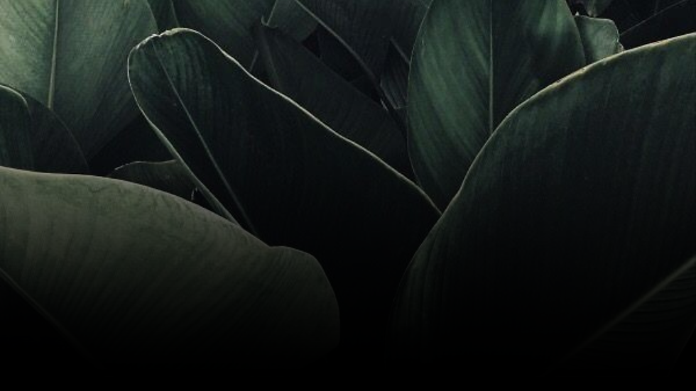 Celia Pronto - E-Book - THA.png