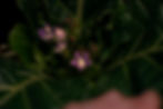 FlowersMiniHulkDark.jpg
