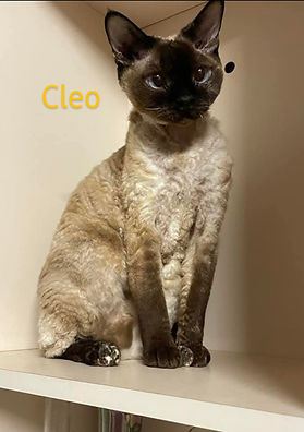 CLEO 1.jpg