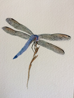 Cathy woodhead