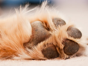 Ressecamento de Coxins: Almofadinhas Secas ou Rachadas