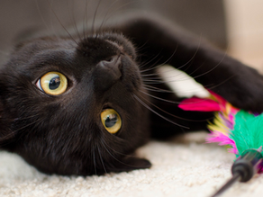 Gatos possuem esqueleto maleável?