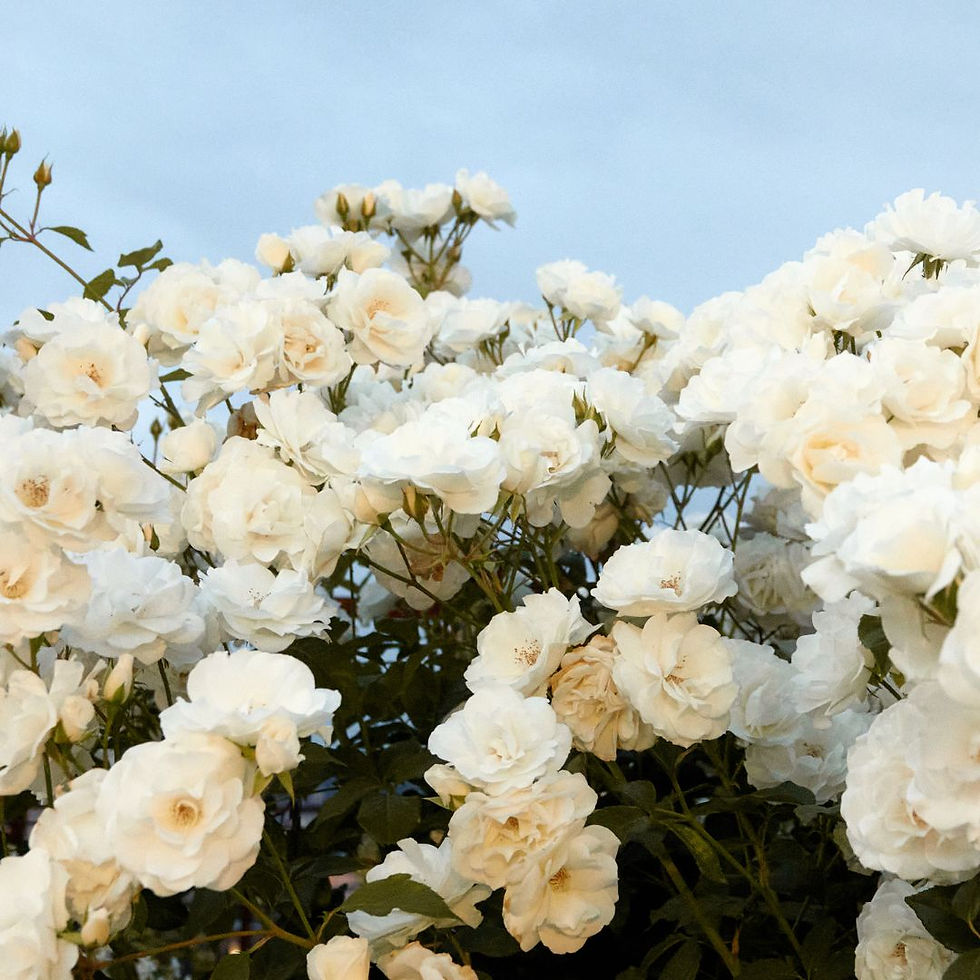 Miniature : Rosa Rampicante Fiore Grande Pascali