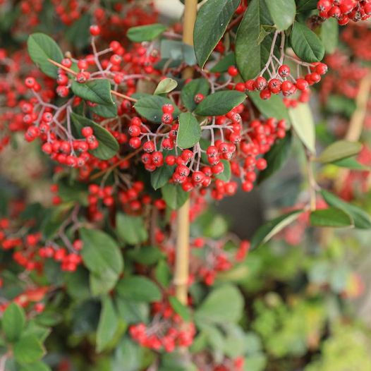 Cotoneaster Lacteus - Piante Tappezzanti