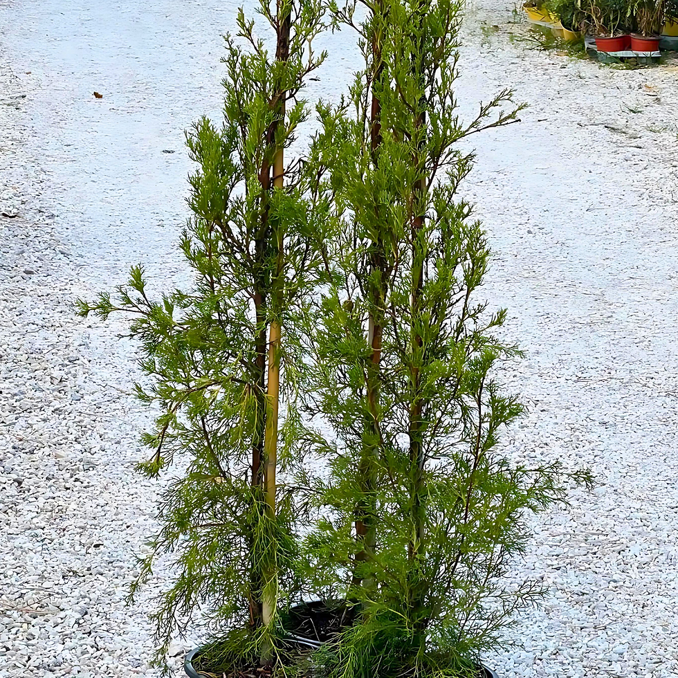 Cupressus sempervirens Pyramidalis o Cipresso Toscano