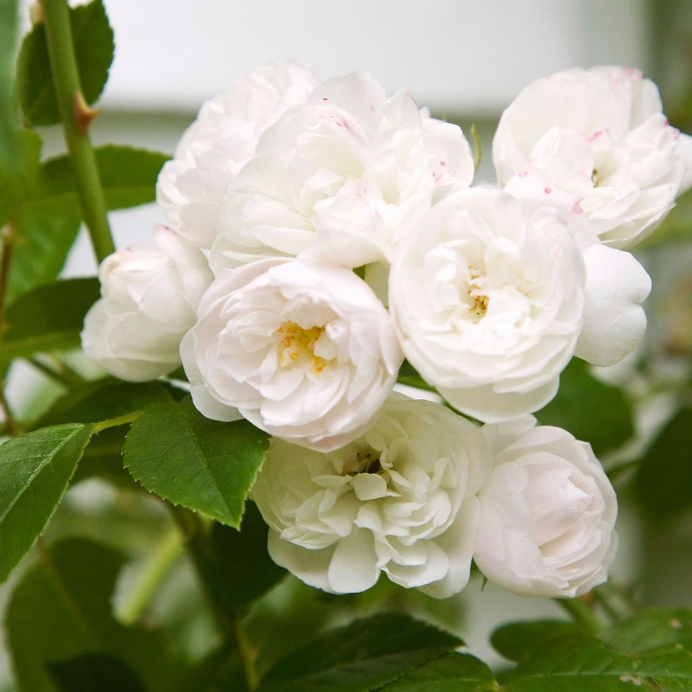 Miniature : Rosa Rampicante Bianco – Fiore Piccolo
