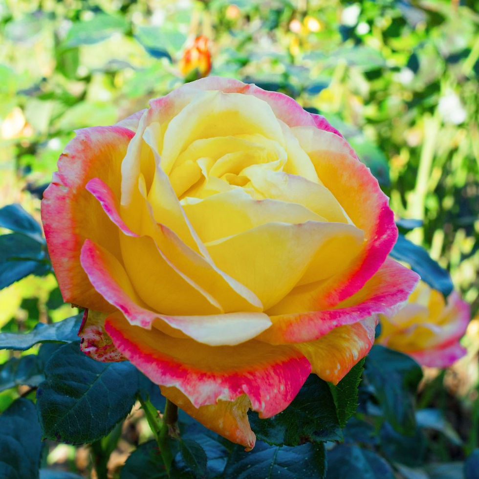 Miniature : Rosa Rampicante Fiore Grande Gioia