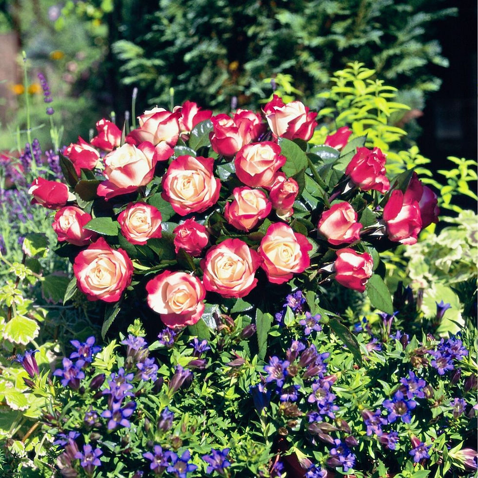 Miniature : Rose Nostalgiche Grandi Fiori Ibrido di Thea " Nostalgie "