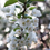 Miniatura: Melo da Fiore Bianco