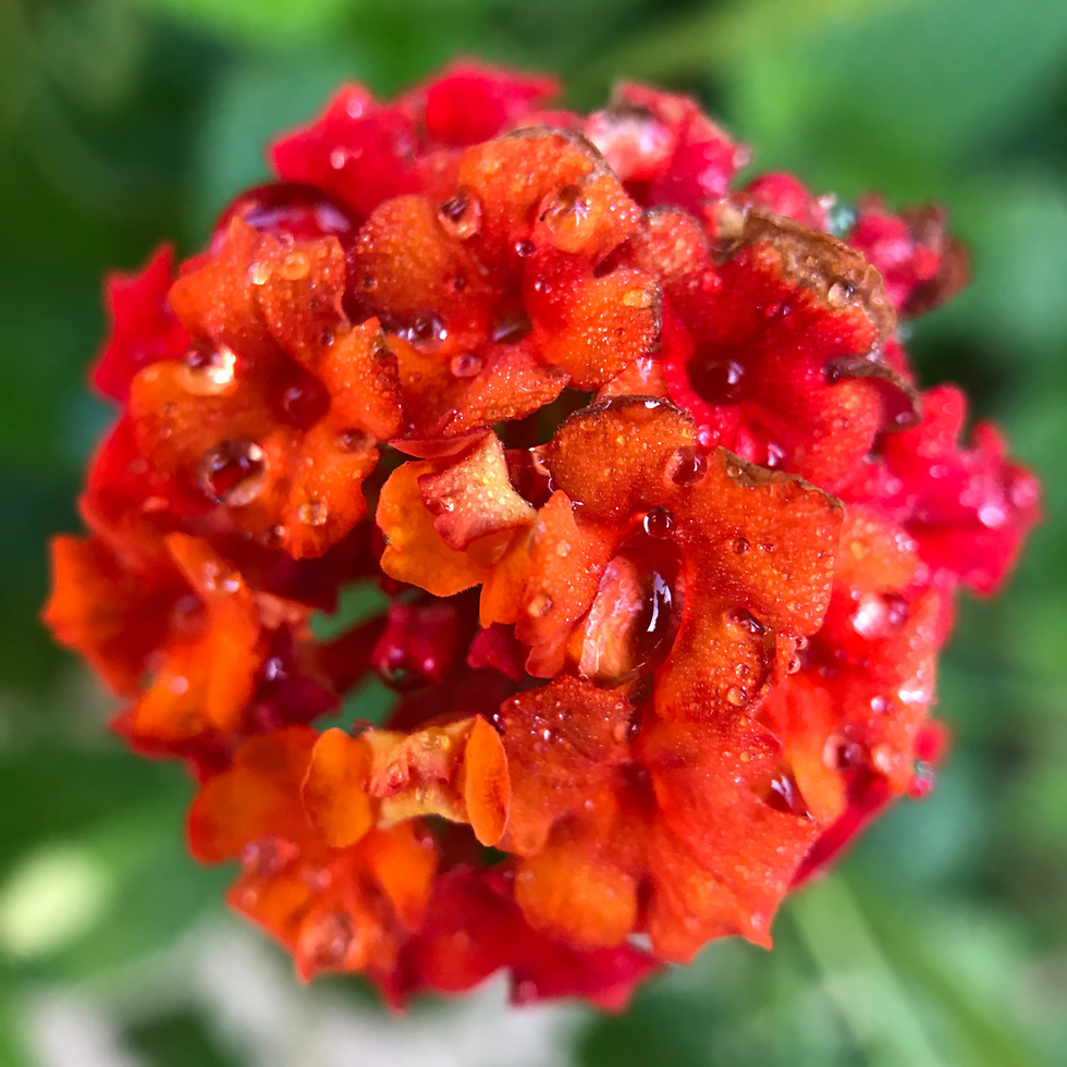 Lantana camara  a cespuglia; fiore colore arancio; pianta ornamentale da esterno.