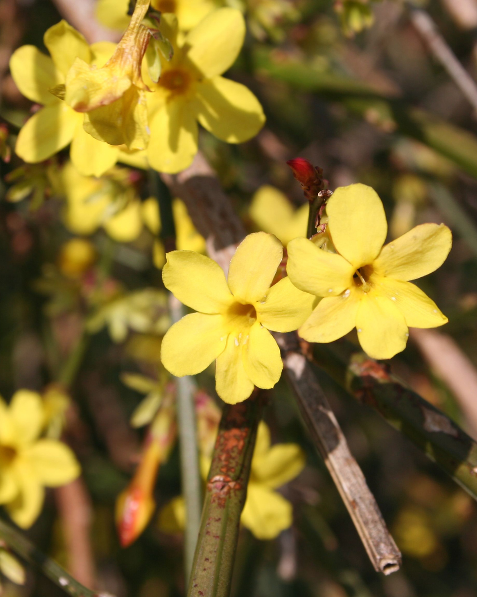 Fiorisce quando tutto il resto è fermo: Il Jasminum Nudiflorum