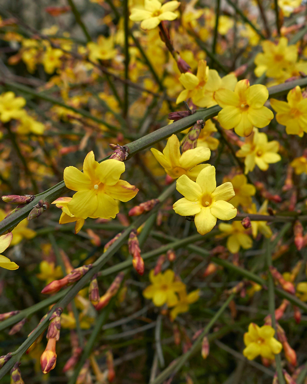 Fiorisce quando tutto il resto è fermo: Il Jasminum Nudiflorum