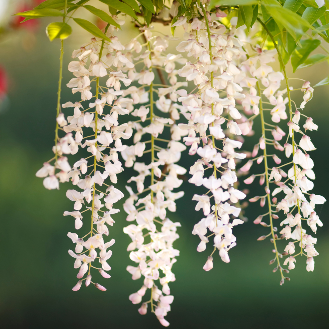 Wisteria Sinensis Alba Glicine Bianco Crema