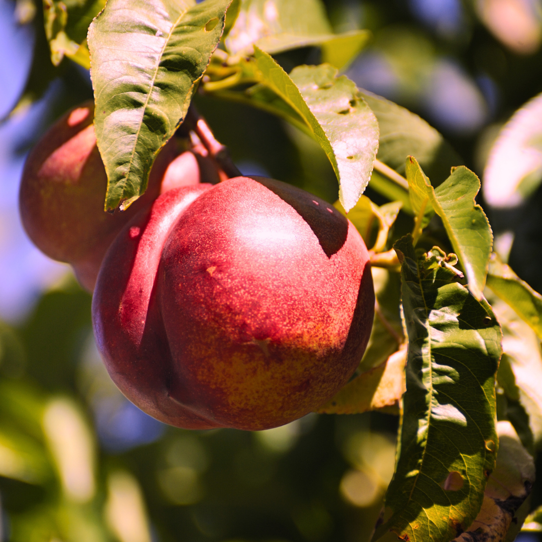 Nettarine a Polpa Gialla Nectaros
