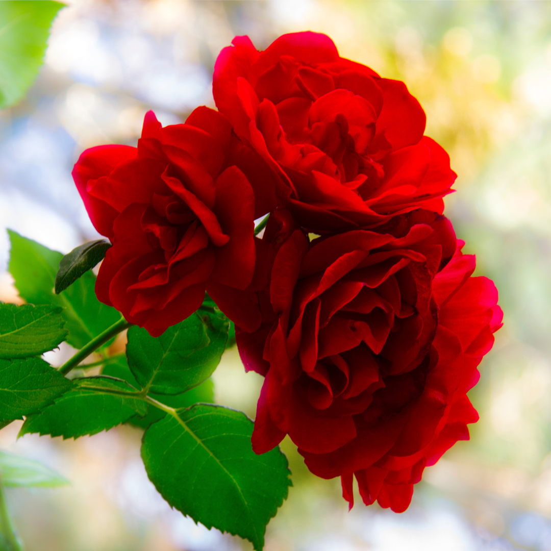 Rosa a Cespuglio Rosso Geranio - Grandi Fiori