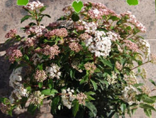Miniatura: Viburnum Tinus Eve Price - Pianta da  Siepe