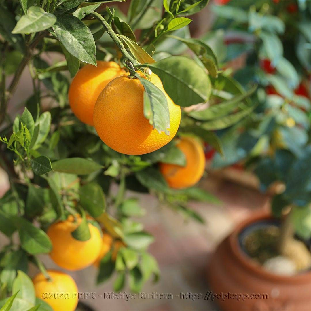 Agrumi Arancio Washington Navel pianta da frutto