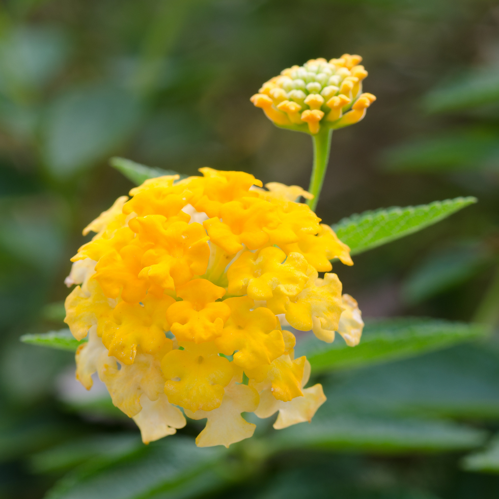 Lantana camara a cespuglio; fiore giallo; piante ornamentali da esterno.