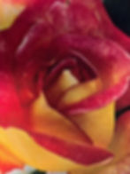Rosa Alberello Giallo Screziato - Grandi Fiori