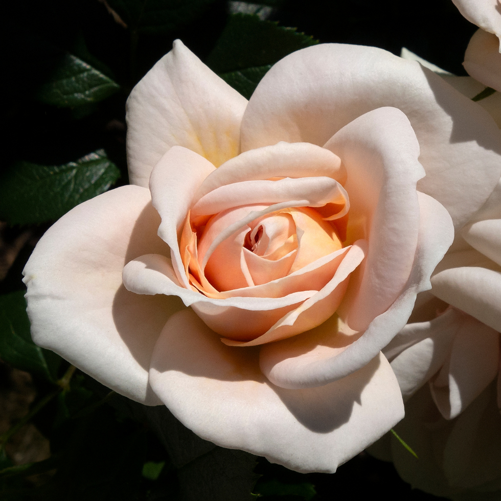 Miniature : Rose Nobili Grandi Fiori Ibrido di Thea Osiana