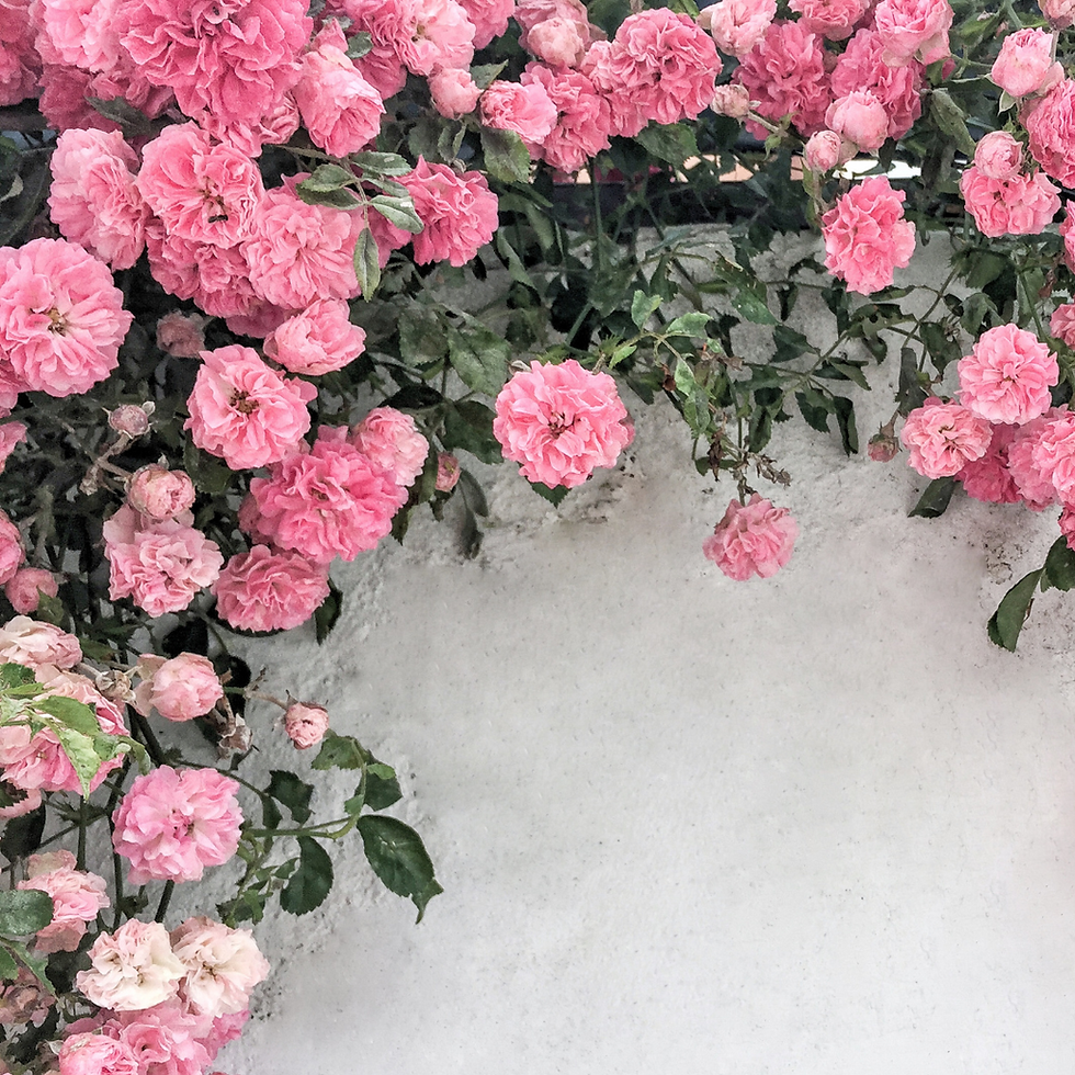 Rosa Rampicante Banksiae Rosa