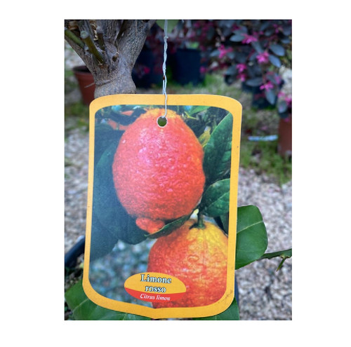 Pianta Limone Rosso Siciliano - Vaso 22cm Agrumi Decorativi - Foto 8