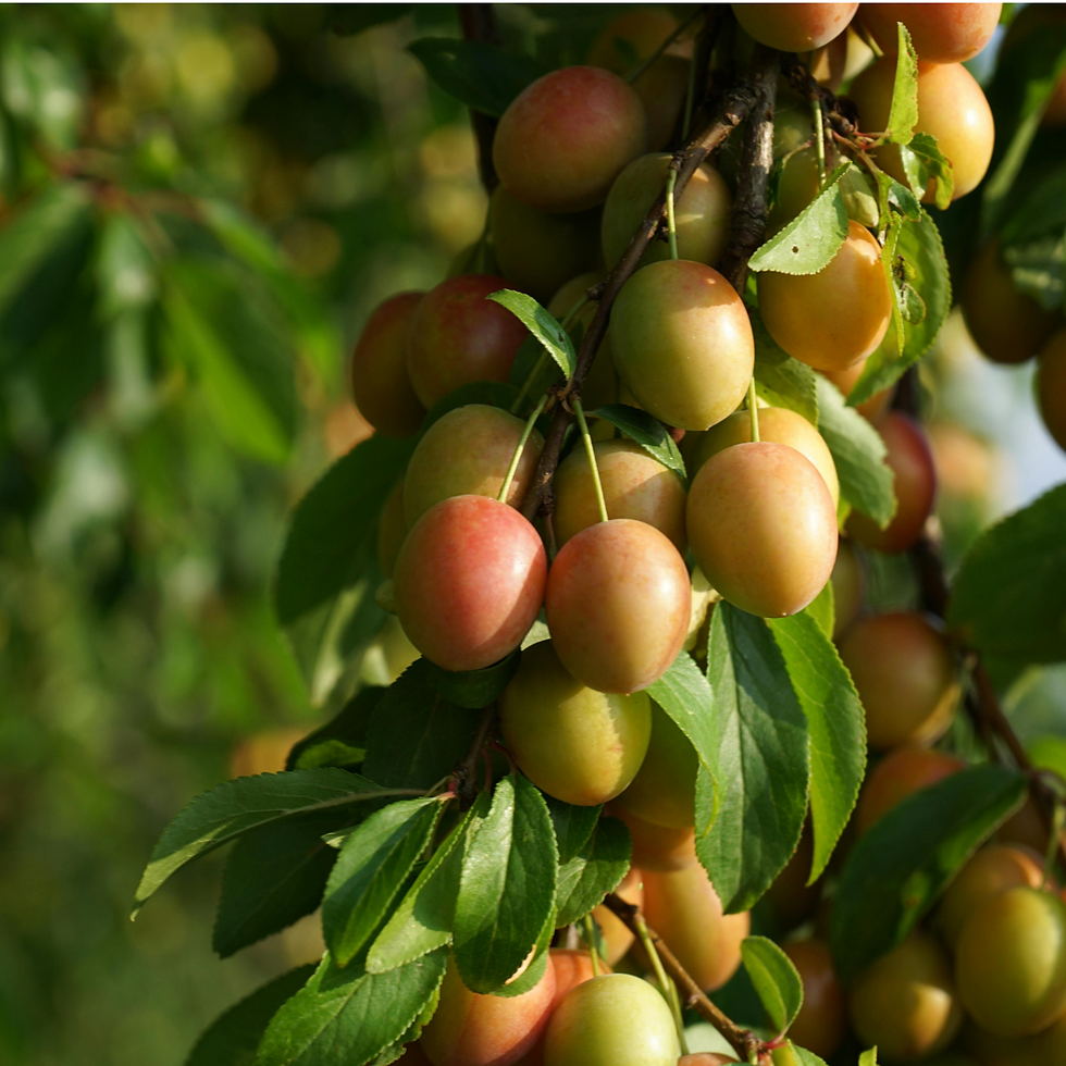 Miniature : Susini Coscia di Monaca di Ponzano