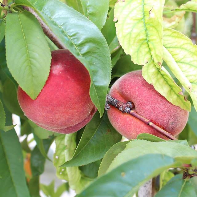 Pesche a Polpa Gialla Springcrest